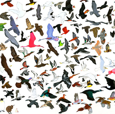 birds.jpg