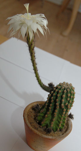 kaktus3.jpg